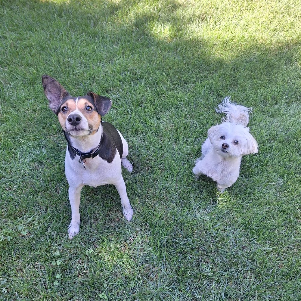 Happy Hound Haven Chicago - pet boarding facility in Chicago, IL