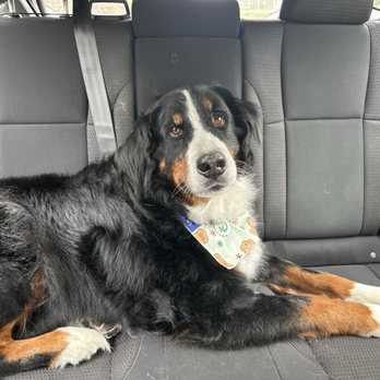 Petco - A very happy and clean boy - Pet Training Near Me - Bluffton, South Carolina Petco - A very happy and clean boy - Pet Training Near Me - Bluffton, South Carolina