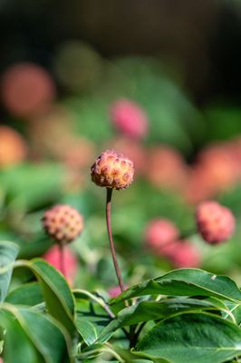 Coastal Maine Botanical Gardens by null