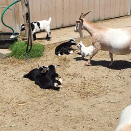 Baby Goats