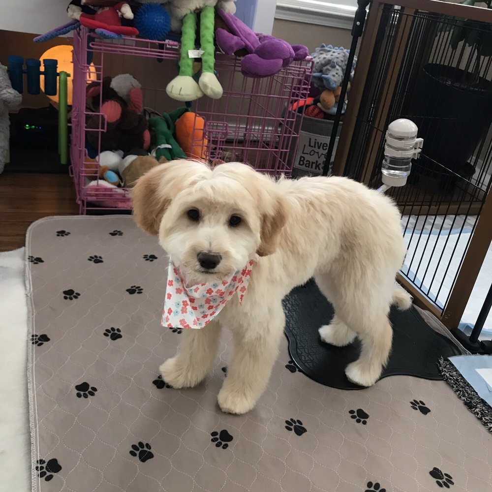 This is Cleo saying thank you for your care and for my new "do". This is Cleo saying thank you for your care and for my new "do".
