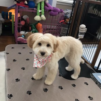 Blackhawk Grooming - This is Cleo saying thank you for your care and for my new "do". - Pet Groomers Near Me - Danville, California Blackhawk Grooming - This is Cleo saying thank you for your care and for my new "do". - Pet Groomers Near Me - Danville, California