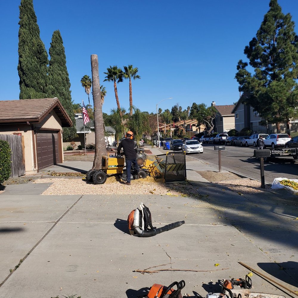 SD Tree Service - His Partner - Tree Services Near Me