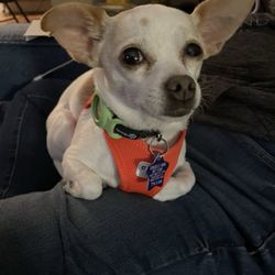 Rocket Dog Rescue - This is Lola, who we adopted from Rocket Dog :)