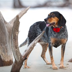 Angela Hopper Photography - Pet Portrait Jekyll Island