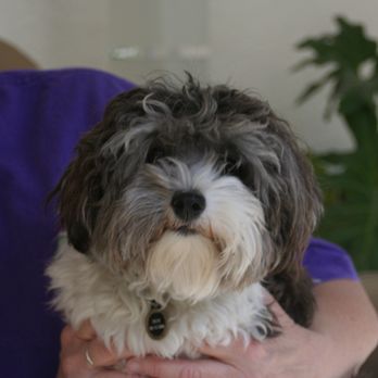 Sue's Critter Care - Pet Sitting Near Me - San Diego, California Sue's Critter Care - Pet Sitting Near Me - San Diego, California
