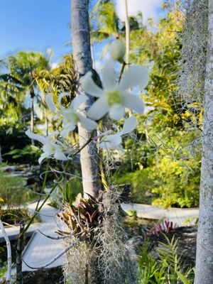 Mounts Botanical Garden by null