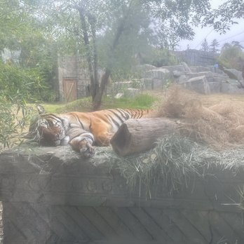 Fresno Chaffee Zoo - Tiger - Zoos Near Me - Fresno, California Fresno Chaffee Zoo - Tiger - Zoos Near Me - Fresno, California
