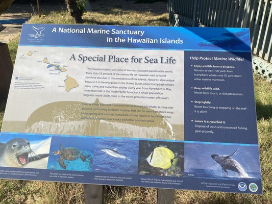 Hawaiian Islands Humpback Whale National Marine Sanctuary Visitor Center by null