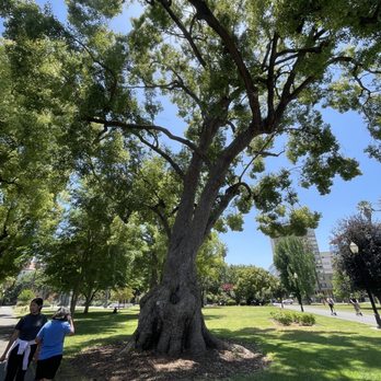Capitol Park - Cinnamon tree - Parks Near Me - Sacramento, California Capitol Park - Cinnamon tree - Parks Near Me - Sacramento, California