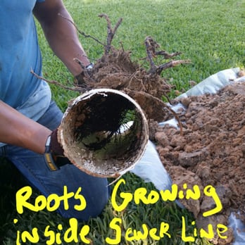 Handy Andy Plumbing - Root's Growing inside sewer line. - Plumbing Near Me - Katy, Texas Handy Andy Plumbing - Root's Growing inside sewer line. - Plumbing Near Me - Katy, Texas