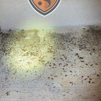 Superior Pest Solutions - Cockroaches, are very invasive.
This is what an infestation looks like. - Pest Control Near Me - Chicago, Illinois Superior Pest Solutions - Cockroaches, are very invasive.
This is what an infestation looks like. - Pest Control Near Me - Chicago, Illinois