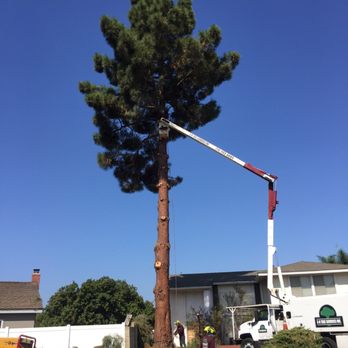 3D Tree Services, Inc. - Tree Services Near Me