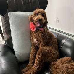 Poochie Pet Spa - how she usually looks