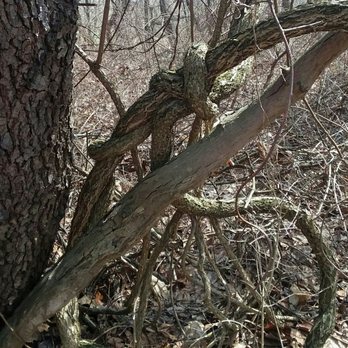 Audubon Greenway - And some trees have fused together and look like a boa constrictor wrapped around a tree. - Parks Near Me - Sewickley, Pennsylvania