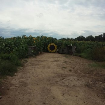 McCallum's Orchard & Cider Mill - Donuts Near Me - Jeddo, Michigan McCallum's Orchard & Cider Mill - Donuts Near Me - Jeddo, Michigan