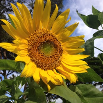 Liholiho Elementary School - Big sunflower at the Liholiho School Garden made possible by Aina in Schools program from the Kokua foundation. - Elementary Schools Near Me - Honolulu, Hawaii