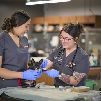 VEG ER for Pets - Emergency Pet Hospital Near Me - Warwick, Rhode Island VEG ER for Pets - Emergency Pet Hospital Near Me - Warwick, Rhode Island