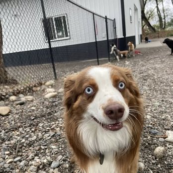 Dogbarn Pet Resort - Pet Boarding Near Me - Billings, Montana Dogbarn Pet Resort - Pet Boarding Near Me - Billings, Montana