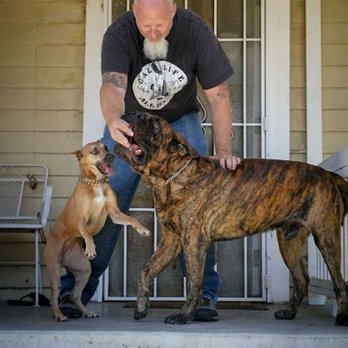 Doggissage - Getting to know Cash and izula before their session. - Holistic Animal Care Near Me Doggissage - Getting to know Cash and izula before their session. - Holistic Animal Care Near Me