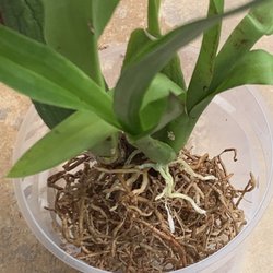 Goin To Pot Orchids and Repotting Service