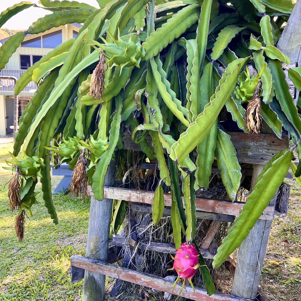 Dragonfruit growing beside the outdoor tables.