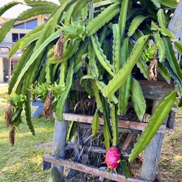 Dragonfruit growing beside the outdoor tables. Dragonfruit growing beside the outdoor tables.