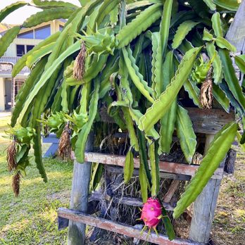 Lorraine Shave Ice - Dragonfruit growing beside the outdoor tables. - Desserts Near Me - Wailuku, Hawaii Lorraine Shave Ice - Dragonfruit growing beside the outdoor tables. - Desserts Near Me - Wailuku, Hawaii