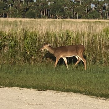 Kissimmee Prairie Preserve State Park - Parks Near Me - Okeechobee, Florida Kissimmee Prairie Preserve State Park - Parks Near Me - Okeechobee, Florida