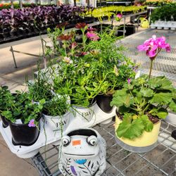 Schwartz's Greenhouse - Just a few plants for my patio planter