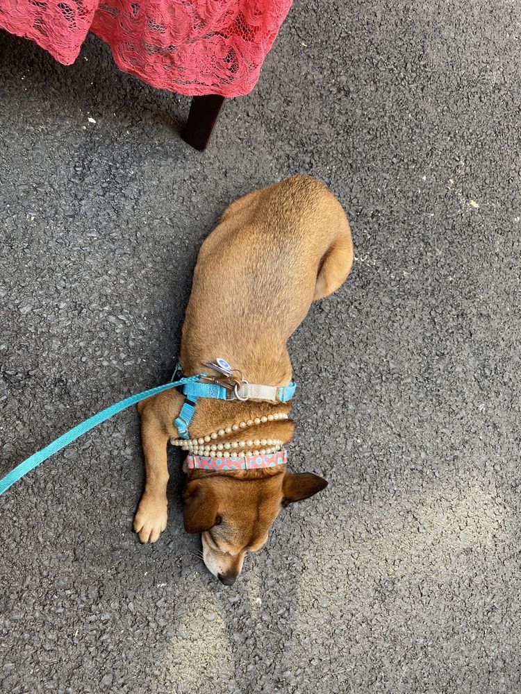 RIVERDALE VETERINARY GROUP Updated September 2024 18 Photos & 103