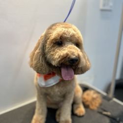Flossy Pet Pawlor