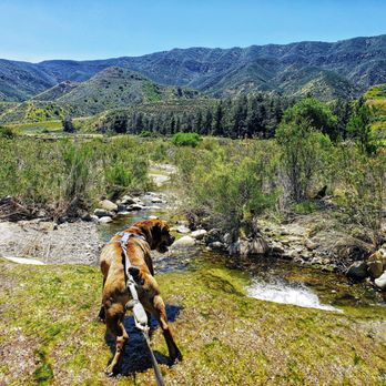 Paw Treks - Cooling off in the mountain stream! - Dog Walkers Near Me - West Hollywood, California Paw Treks - Cooling off in the mountain stream! - Dog Walkers Near Me - West Hollywood, California