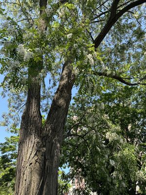 Salem Witch Trials Memorial by null