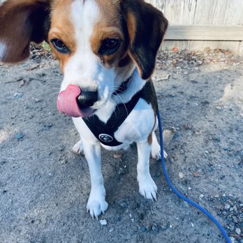 BratPak Dog Kamp - Pet Training Near Me - Livermore, California BratPak Dog Kamp - Pet Training Near Me - Livermore, California