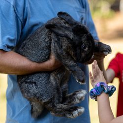 Jude's Ark - BIG bunny that was sweet and patient and didn't mind my toddler's attention