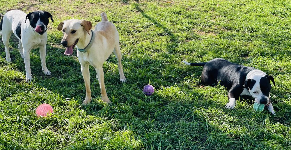 Happy Paws FTW - pet boarding facility in Fort Worth, TX
