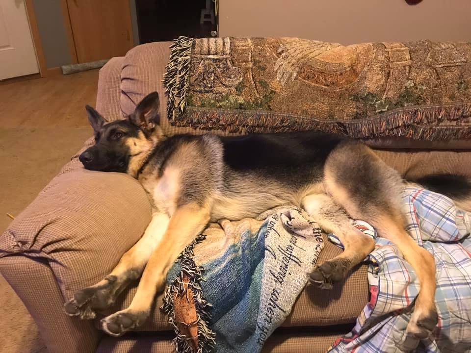 Pawsitive Purrfection Pet Sitting - pet boarding facility in Loveland, OH