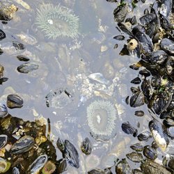 Salt Creek Recreation Area - Sea anemones