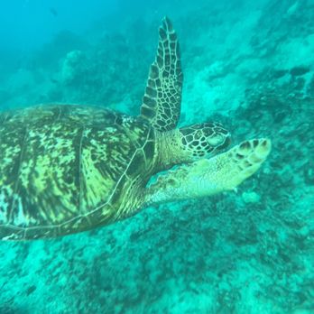 Captain Max Boat Tours - Boat Tours Near Me - Honolulu, Hawaii
