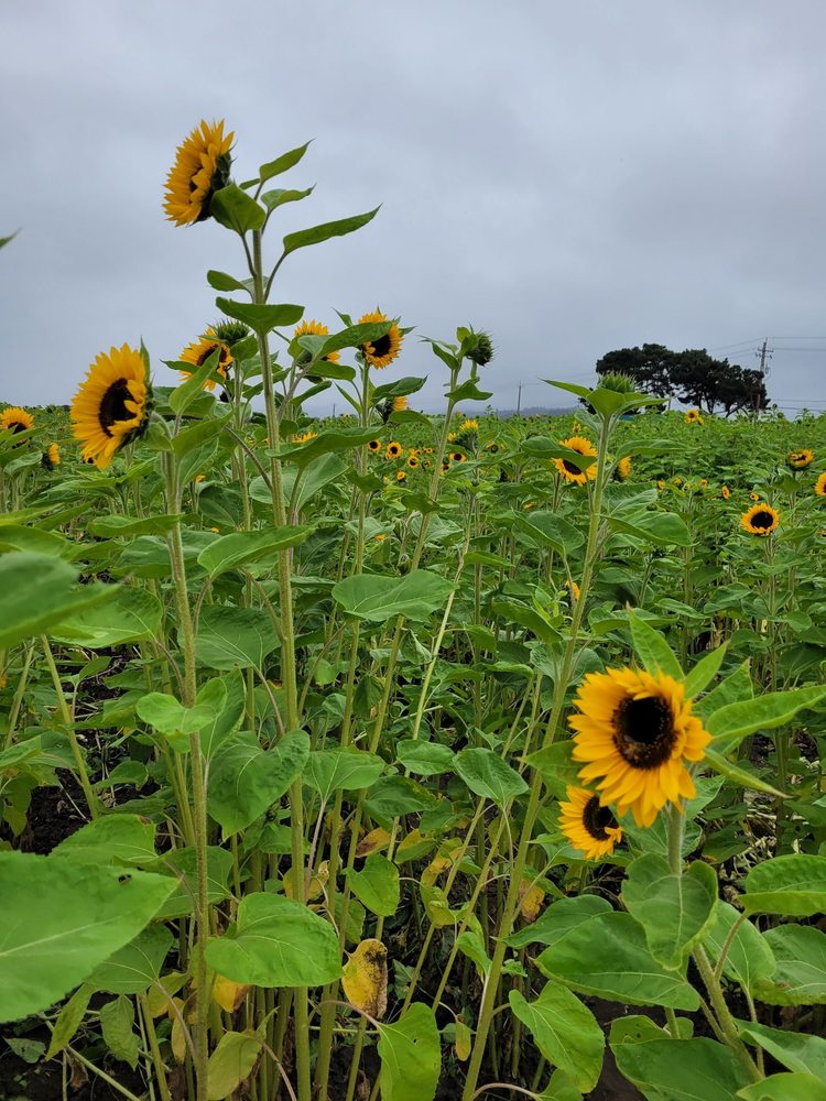 ANDREOTTI FAMILY FARMS Updated October 2024 45 Photos & 38 Reviews