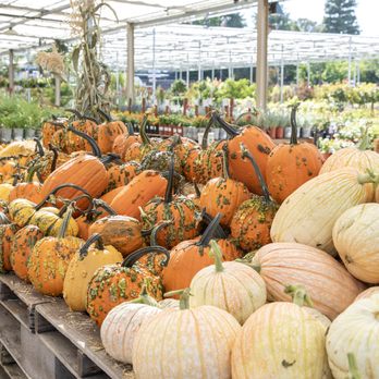 Green Acres Nursery & Supply - Nurseries & Gardening Near Me - Irving, Texas Green Acres Nursery & Supply - Nurseries & Gardening Near Me - Irving, Texas