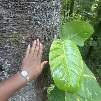 Friendship Garden - Large leaf and hand for size comparison - Hiking Near Me - Kaneohe, Hawaii Friendship Garden - Large leaf and hand for size comparison - Hiking Near Me - Kaneohe, Hawaii