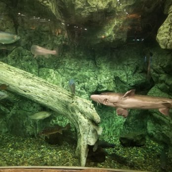 Bass Pro Shops - Fish tank - Outdoor Gear Near Me - Tacoma, Washington Bass Pro Shops - Fish tank - Outdoor Gear Near Me - Tacoma, Washington