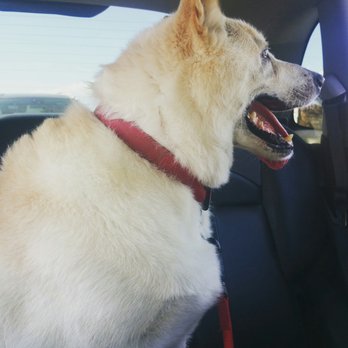 Go Go Spa - Snowball after his dog wash. The staff took great care of him today. - Pet Groomers Near Me - Rosemead, California Go Go Spa - Snowball after his dog wash. The staff took great care of him today. - Pet Groomers Near Me - Rosemead, California