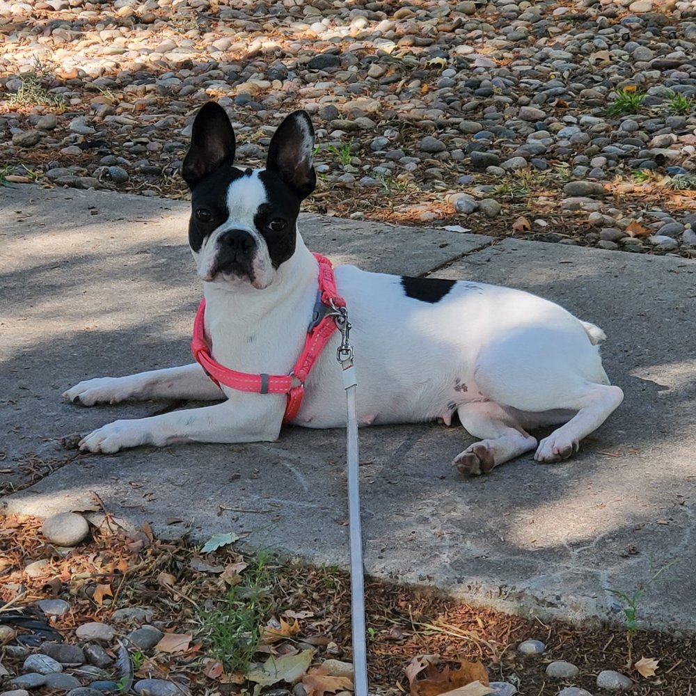 How Much Does It Cost To Spay A Dog In Albuquerque