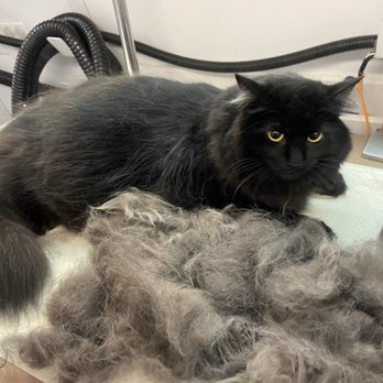 Amanda's Mobile Pet Grooming - Pet Groomers Near Me Amanda's Mobile Pet Grooming - Pet Groomers Near Me