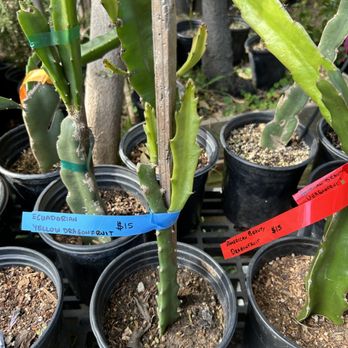 Exotica Rare Fruit Nursery - Nurseries & Gardening Near Me - Vista, California Exotica Rare Fruit Nursery - Nurseries & Gardening Near Me - Vista, California
