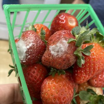 Berryland - Almost every basket had mold, I was extremely disappointed and frustrated after spending so much on this flat of berries. - Organic Stores Near Me - Long Beach, California