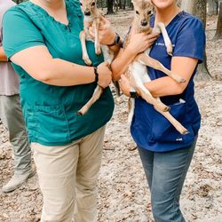 Castaway Animal Clinic - Special project working with some deer. This took months of work and dedication but was so much fun.